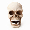 New Skull Cable Home Key Hook Storage - White